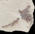 Metasequoia (Dawn Redwood) Fossils - Montana #56857-3